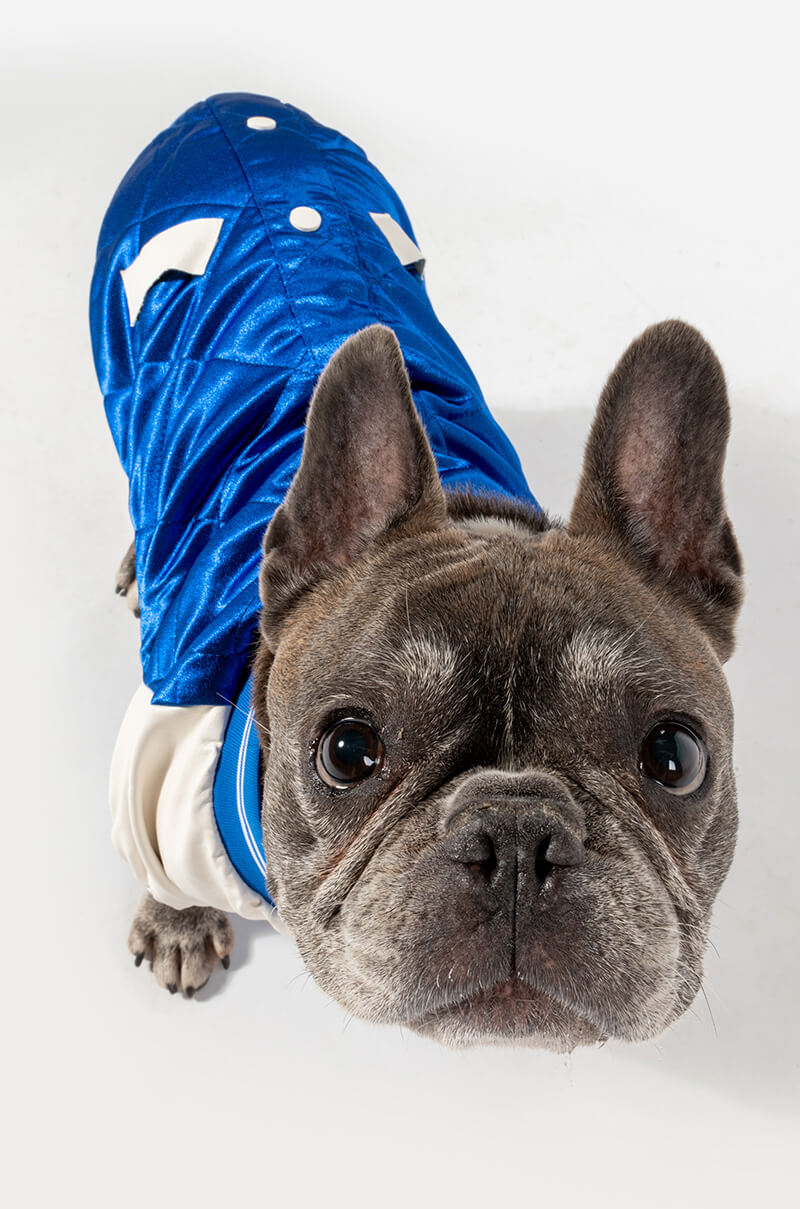 NO CAP MATCHING DOG BOMBER